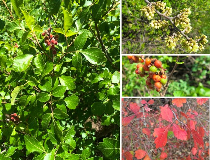 Native Roots: Fragrant sumac is shrub that produces fall color